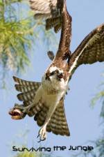 Watch National Geographic: Wild Surviving The Jungle Zmovies