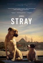 Watch Stray Zmovies