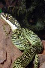 Watch National Geographic Snakes that Fly Zmovies