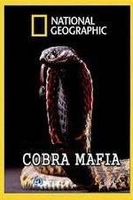 Watch National Geographic Cobra Mafia Zmovies
