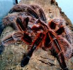 Watch Spidermania (TV Special 2002) Zmovies