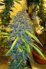 Watch Marijuana: Its Time for a Conversation Zmovies