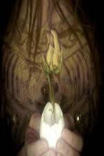 Watch A Zebra for Sally Zmovies