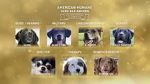 Watch American Humane Hero Dog Awards: 10th Anniversary Celebration (TV Special 2020) Zmovies