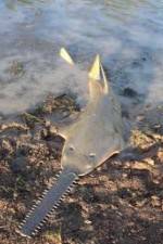 Watch National Geographic Hooked: Chainsaw Fish Zmovies