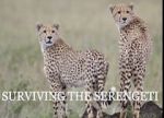 Watch Surviving the Serengeti Zmovies