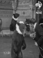 Watch Trained Bears Zmovies