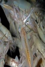 Watch Squids: Love And Death In One Night Zmovies