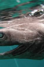 Watch Dinoshark Zmovies