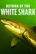 Watch Return of the White Shark Zmovies