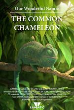 Watch Our Wonderful Nature - The Common Chameleon Zmovies