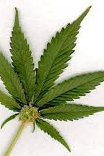 Watch Aphrodisiac! The Sexual Secret Of Marijuana Zmovies