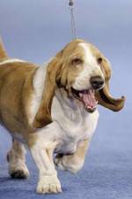 Watch Pedigree Dogs Exposed Zmovies