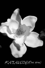 Watch Kataude Zmovies