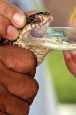 Watch History Channel Evolve:  Venom Zmovies