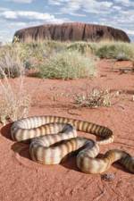 Watch DEADLY PREDATORS.AUSTRALIAN PYTHONS Zmovies