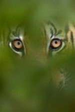 Watch Deadly Instincts Zmovies