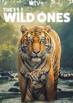 Watch The Wild Ones Zmovies