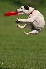 Watch Dogs 101: New Tricks Zmovies