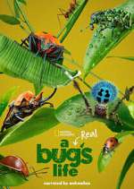Watch A Real Bug's Life Zmovies