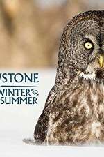 Watch Yellowstone Wildest Winter to Blazing Summer Zmovies