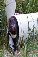 Watch Aussie Animal Island Zmovies