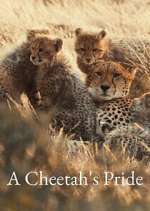 Watch A Cheetah\'s Pride Zmovies