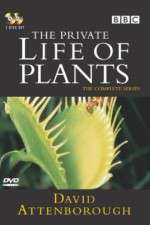 Watch The Private Life of Plants Zmovies