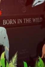 Watch Born In The Wild Zmovies