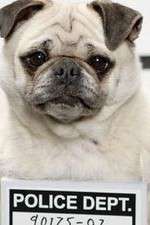 Watch Secret Life of Dogs Zmovies