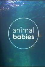 Watch Animal Babies Zmovies