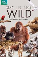 Watch Spy in the Wild Zmovies