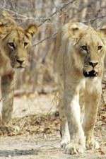 Watch Lion Country: Night and Day Zmovies