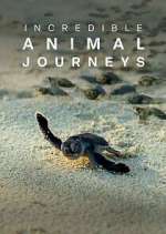 Watch Incredible Animal Journeys Zmovies
