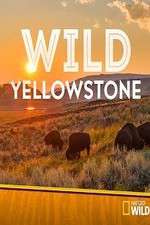 Watch Wild Yellowstone Zmovies