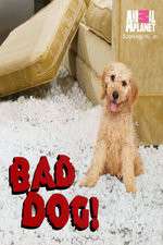 Watch Bad Dog! Zmovies