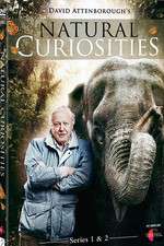 Watch Natural Curiosities Zmovies