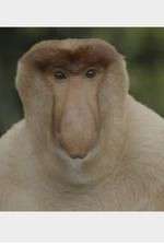 Watch Wildest Islands of Indonesia Zmovies